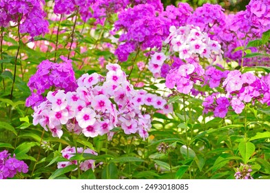 Garden phlox. Flowerbed with bloomimg white and purple flowers of garden phlox - in Latin Phlox paniculata - in sunny summer day - Powered by Shutterstock