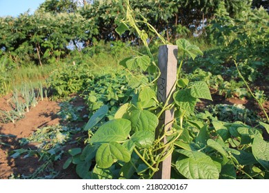 Garden Picture Of Bean Plant Wrapped Around Garden Post 