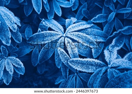 garden plant covered with snow dust, hoar frost