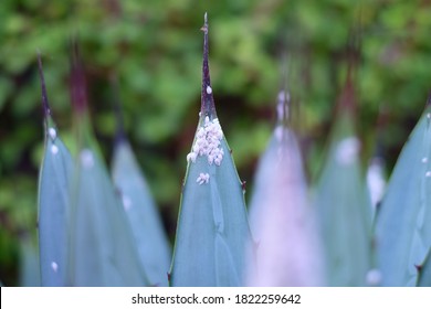 Garden Plant Leaf Attacked By Insects (Dactylopius Coccus).