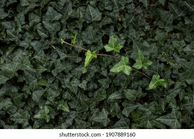 garden plant liana ivy (hedera helix) with beautiful triangular leaves  