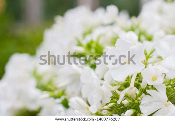 Garden Plant White Flowers On Sunny Stock Photo Edit Now 1480776209