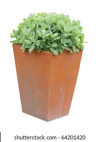 Garden Planter With Succulent Plant Isolated With Clipping Path