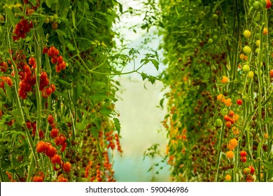 Garden, Plants, Cherry, Tomato Vine Ripe Tomatoes, Yellow Tomatoes Are Grown.