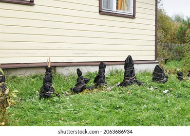 Garden Plants Sheltered With A Special Cloth To Protect Them From Snow And Frost In Coming Winter In Front Of A Country House