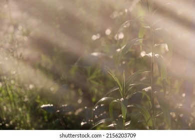 Garden Plants In Sun Behind Fuzzy Water Mist In Morning