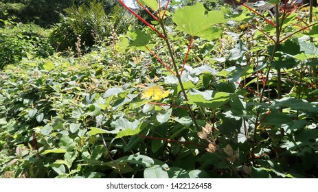 garden plants and yellow flower