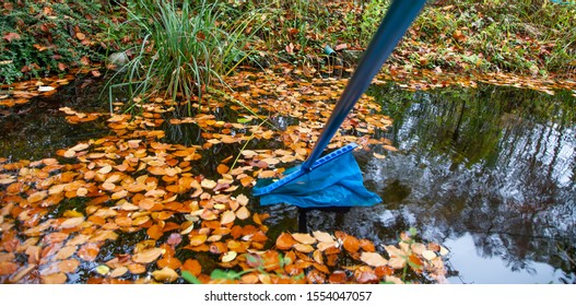 Garden Pond In Autumn Cleaning
