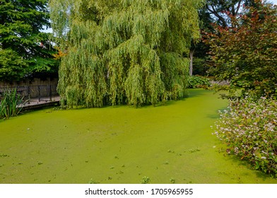 A Garden Pond Covered With Duckweed (Lemnoideae)