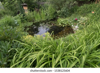 Garden Pond, A Green Biotope