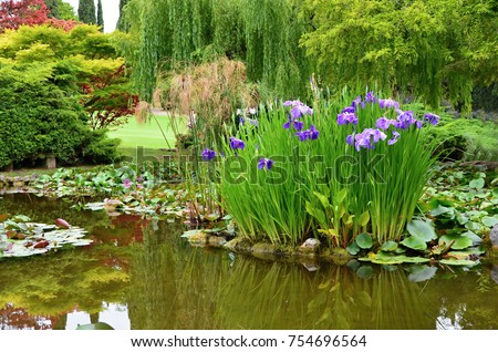 Garden pond with water flowers
