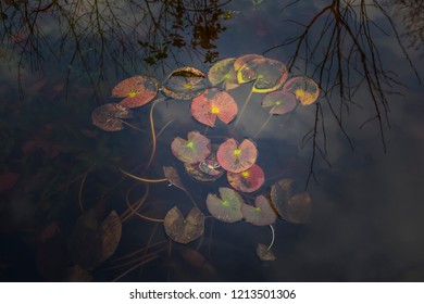 Garden Pond With Water Lily In Autumn / Winter