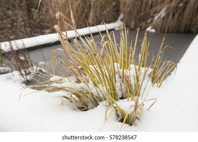 A Garden Pond In The Winter Season