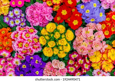 Garden Primula Flowers, top view. Multicolor Primrose Primula Vulgaris blossom. Vivid flowerscape, flat lay. Live wall of Primula Primrose Multicolored flowers