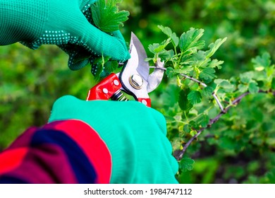 Garden pruner in the hands of a gardener. Pruning bushes with pruning shears. Work in the garden. Gardener's hands.