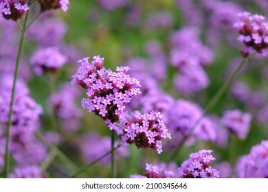 Garden purple flowers on a green background. Selective focus.Verbena bonariensis flowers in garden.Verbena bonariensis flowers field. - Powered by Shutterstock