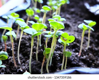 Windowsill Vegetables Images Stock Photos Vectors Shutterstock