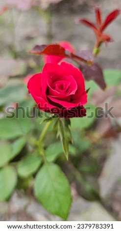 Garden redrose
Beautifully Red rose