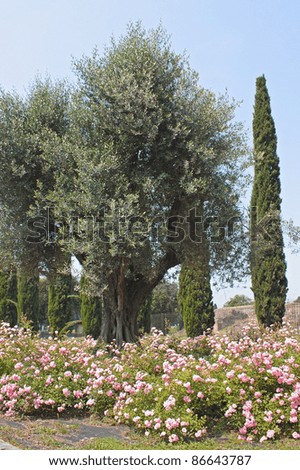 Image, Stock Photo Roman Forum Rome Italy