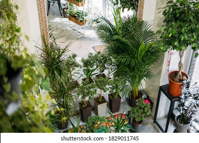 Garden Room, Biophilia Trend, Living With Nature, Biophilic Interior Design. Many Different Indoor Plants And Mirror In Light Design. Selective Focus