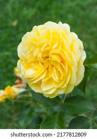 Garden Rosa 'Inka' Tantau, fresh yellow double blossom, close up. Rose is woody, perennial and flowering plant of the family Rosaceae.