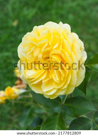Garden Rosa 'Inka' Tantau, fresh yellow double blossom, close up. Rose is woody, perennial and flowering plant of the family Rosaceae.