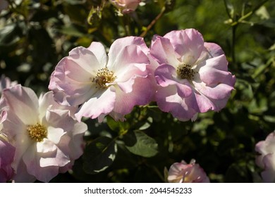 Garden Rose Charles Aznavour Is In The Botanical Garden