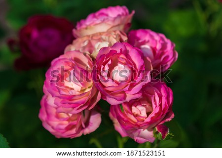 Garden rose flowers or mauve pink and yellow colors on dark green background