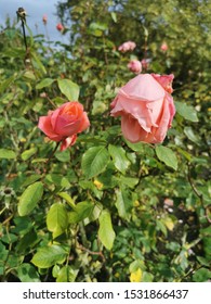 Garden Roses, Regents Park, London, United Kingdom 