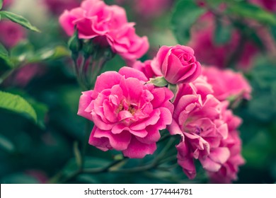 Garden Roses, Rose Bush, Pink Flowers In The Garden, Colorful Nature Backgrounds. Bright Floral Wallpaper. Modern Hedge. Selective Focus.