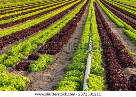 Garden salad in agricultural field with pipe for irrigation