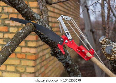 Garden saw for cutting branches of cherry bush overgrown with lichen. Pruning of fruit trees with lopper. Spring or autumn work in garden. Gardening concept