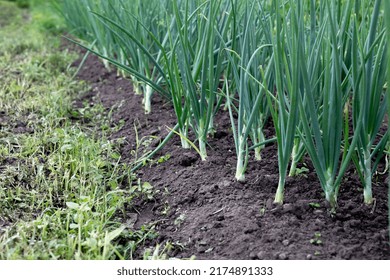 Garden with a lot of scallions