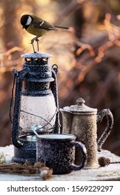 
Garden Scene With A Vintage Lantern, A Coffee Pot And Lively Titmouse, A Frosty Winter Morning, Coffee Theme