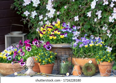 Garden Scene With Viola Flowers And Sanvitalia Procumbens In Terracotta Pots