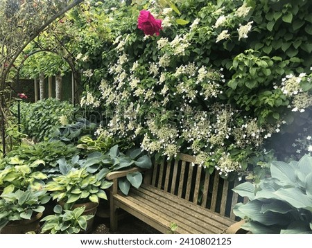 Garden scene with wooden bench overgrown with flowers. Flowering climbing plant Hydrangea anomala petiolaris in a charming garden. Hosta plants on a terrace during spring.