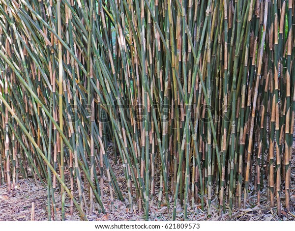 Garden screen of Bamboo\
plants