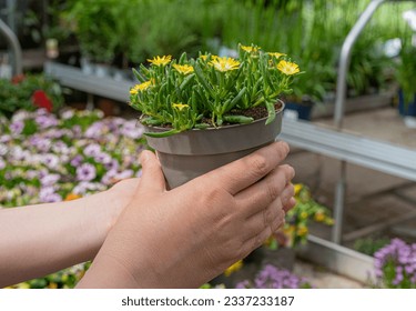Garden Shop, Buying a Pot Flower, Choosing Home Flowers, Gardening Concept, Plant Growth Market, Eco Home with Flowerpot in Hands - Shutterstock ID 2337233187