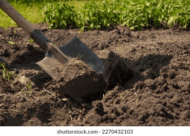 Garden shovel in ground loosen soil preparation. Farming garden work farm soil digging in garden spade soil shovel digging spade the earth. Shoveling dirt. Backyard gardening tools. Planting. Loosen