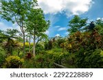 Garden of the Sleeping Giant Viti Levu, Fiji