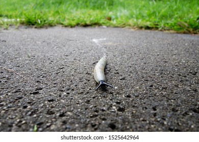 Garden Slug With A Trail In Autumn