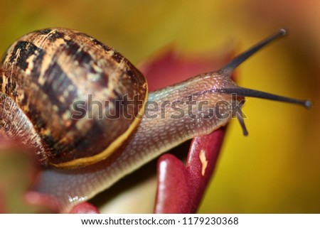 Similar – Gartenschnecke III