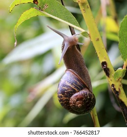 Garden Snail (Cornu aspersa) climbing a plant stem, Cornwall, England, UK. - Shutterstock ID 766452817