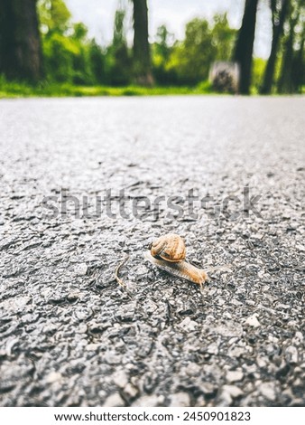 Garden Snail crossing the road shelled gastropod