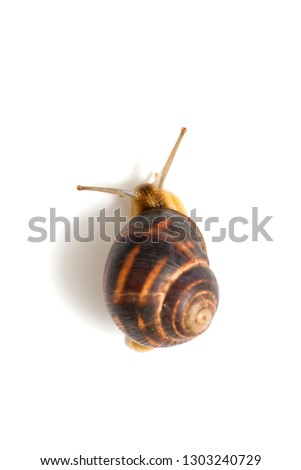 The garden snail in front of white background. Snail close up against white, view from above