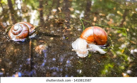 Garden Snail Getting Drink Water Puddle Stock Photo Shutterstock