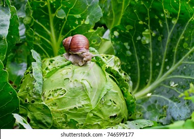 Garden snail (Helix aspersa) is sitting on cabbage in the gardenn, leaves with holes, eaten by pests