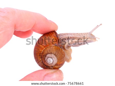 Image, Stock Photo Snail rescue operation!