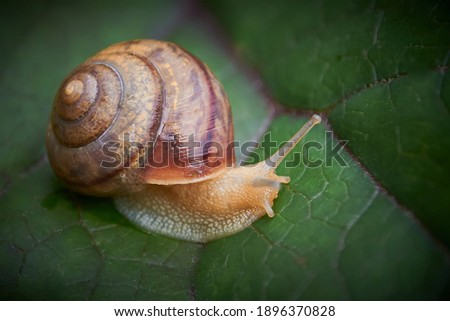 Garden snail, helix pomatia,  grapevine snail,  close up on a leaf of buzulnik toothed in the garden, copy space.