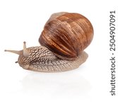 Garden snail isolated on white. Helix pomatia also Roman snail, Burgundy snail, edible snail or escargot.